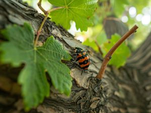 coccinella sul vigneto piwi