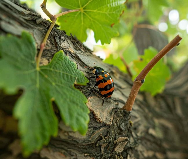 coccinella sul vigneto piwi